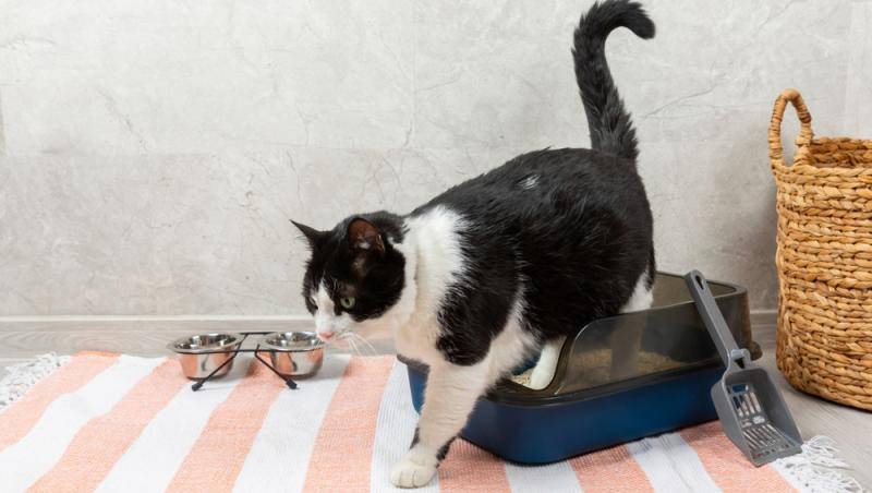 O bătrână din Elveția a fost dată în judecată după ce a hrănit în repetate rânduri pisica vecinului. Ce lege au în vigoare acolo