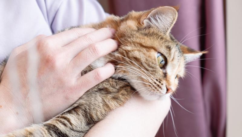 O bătrână din Elveția a fost dată în judecată după ce a hrănit în repetate rânduri pisica vecinului. Ce lege au în vigoare acolo