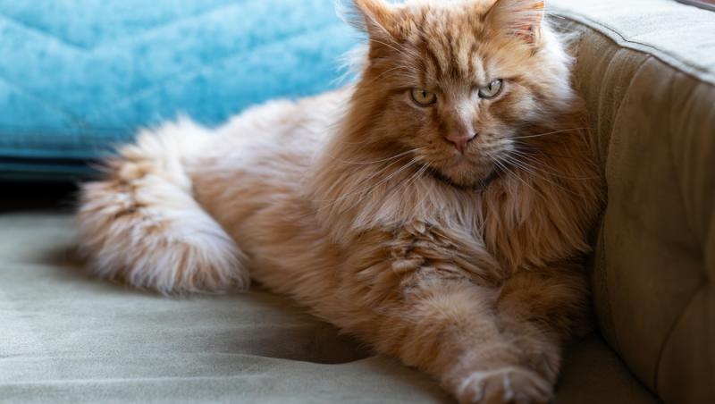 O bătrână din Elveția a fost dată în judecată după ce a hrănit în repetate rânduri pisica vecinului. Ce lege au în vigoare acolo