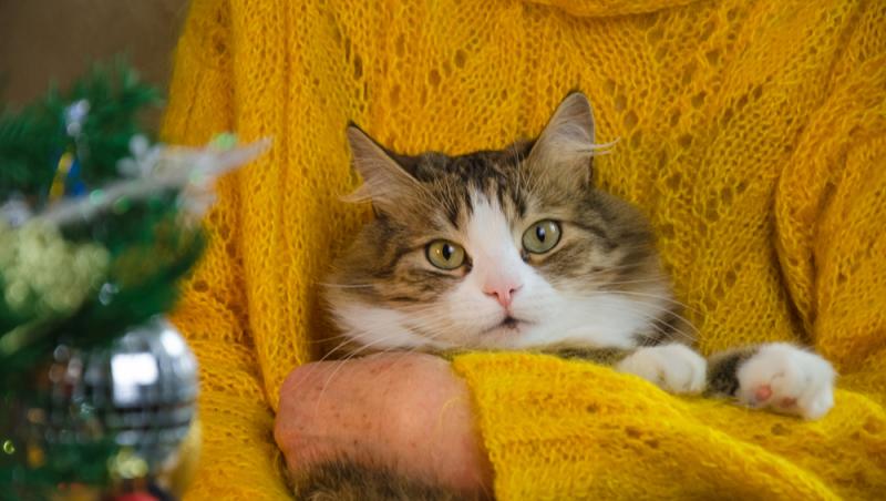 O bătrână din Elveția a fost dată în judecată după ce a hrănit în repetate rânduri pisica vecinului. Ce lege au în vigoare acolo