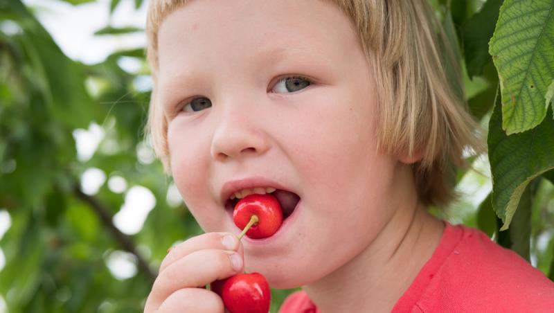 Ce a pățit un bărbat după ce a mâncat 2 kilograme de cireșe cu tot cu sâmburi. Ce i-a spus medicul