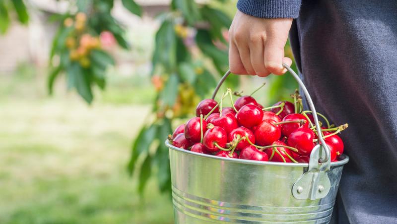 Ce a pățit un bărbat după ce a mâncat 2 kilograme de cireșe cu tot cu sâmburi. Ce i-a spus medicul