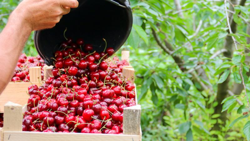 Ce a pățit un bărbat după ce a mâncat 2 kilograme de cireșe cu tot cu sâmburi. Ce i-a spus medicul