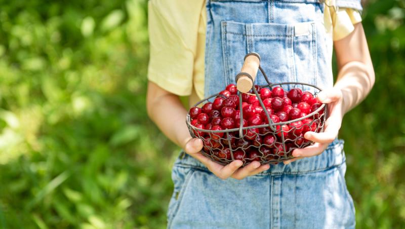 Ce a pățit un bărbat după ce a mâncat 2 kilograme de cireșe cu tot cu sâmburi. Ce i-a spus medicul
