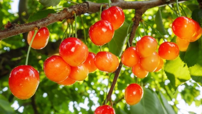 Ce a pățit un bărbat după ce a mâncat 2 kilograme de cireșe cu tot cu sâmburi. Ce i-a spus medicul