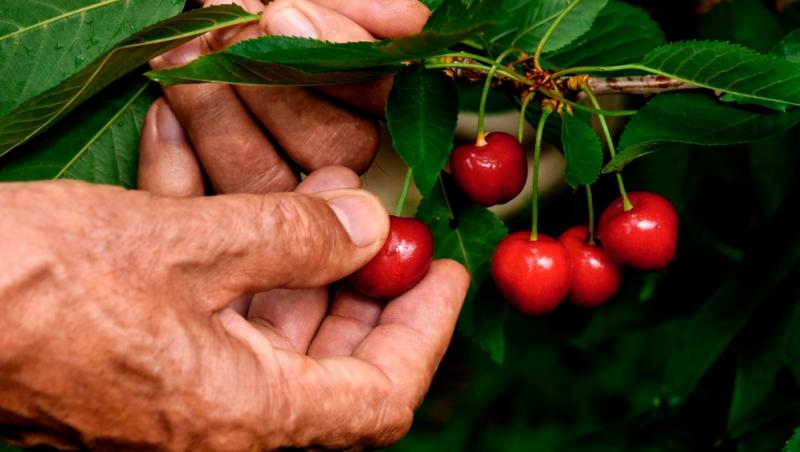 Ce a pățit un bărbat după ce a mâncat 2 kilograme de cireșe cu tot cu sâmburi. Ce i-a spus medicul