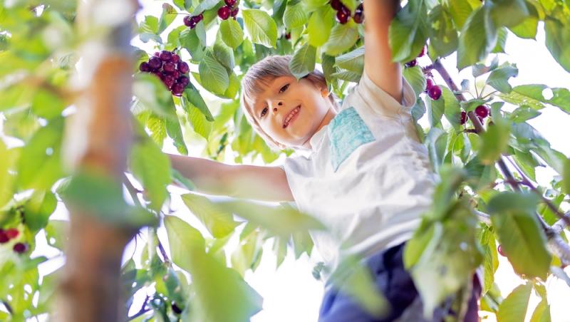 Ce a pățit un bărbat după ce a mâncat 2 kilograme de cireșe cu tot cu sâmburi. Ce i-a spus medicul