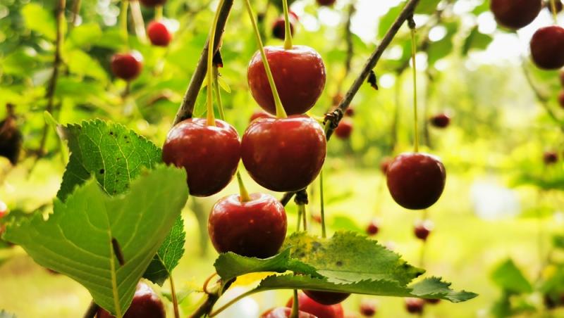 Ce a pățit un bărbat după ce a mâncat 2 kilograme de cireșe cu tot cu sâmburi. Ce i-a spus medicul