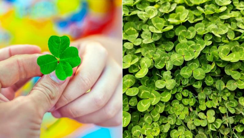 colaj adult care îi dă un trifoi cu patru foi unui copil și câmp cu trifoi