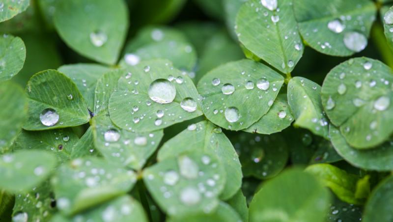 Ce simbolizează, de fapt, trifoiul cu patru foi. Ce superstiții românești sunt legate de el