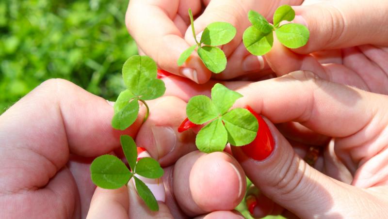 Ce simbolizează, de fapt, trifoiul cu patru foi. Ce superstiții românești sunt legate de el