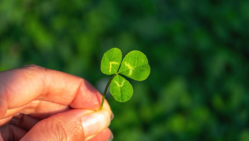 Ce simbolizează, de fapt, trifoiul cu patru foi. Ce superstiții românești sunt legate de el