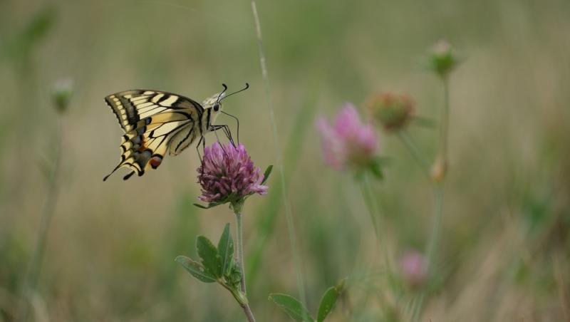 Ce simbolizează, de fapt, trifoiul cu patru foi. Ce superstiții românești sunt legate de el
