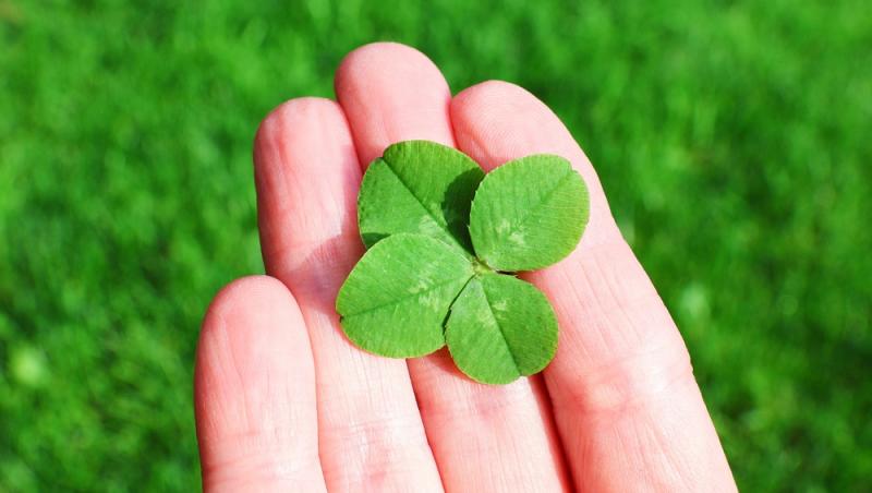 Ce simbolizează, de fapt, trifoiul cu patru foi. Ce superstiții românești sunt legate de el