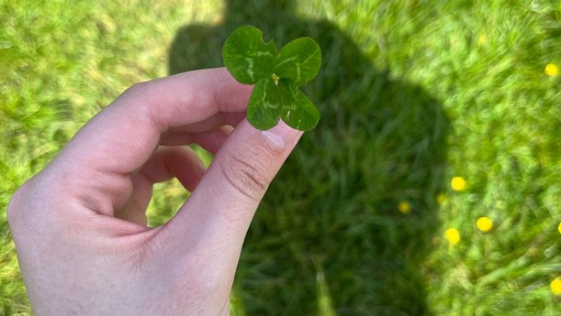 Ce simbolizează, de fapt, trifoiul cu patru foi. Ce superstiții românești sunt legate de el