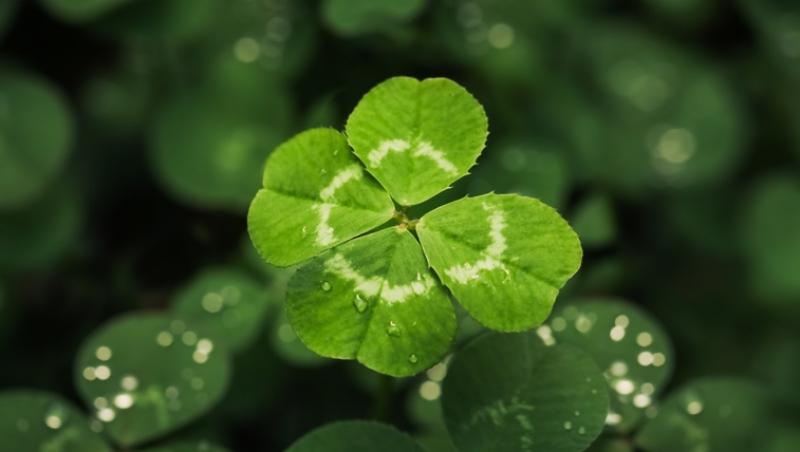 Ce simbolizează, de fapt, trifoiul cu patru foi. Ce superstiții românești sunt legate de el