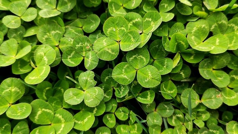 Ce simbolizează, de fapt, trifoiul cu patru foi. Ce superstiții românești sunt legate de el