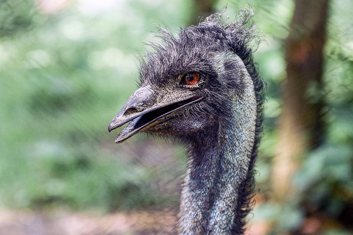 Una dintre cele mai mari păsări din istorie ar putea fi readusă la viață. Animalul a dispărut acum 900 de ani