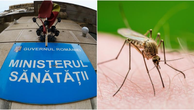 imagine cu cladirea ministerului sanatatotii din romania si un țântar pe mână