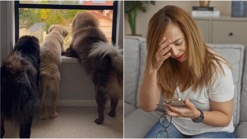 colaj foto cu trei caini care se uita pe geam si o femeie care priveste suparata spre telefon