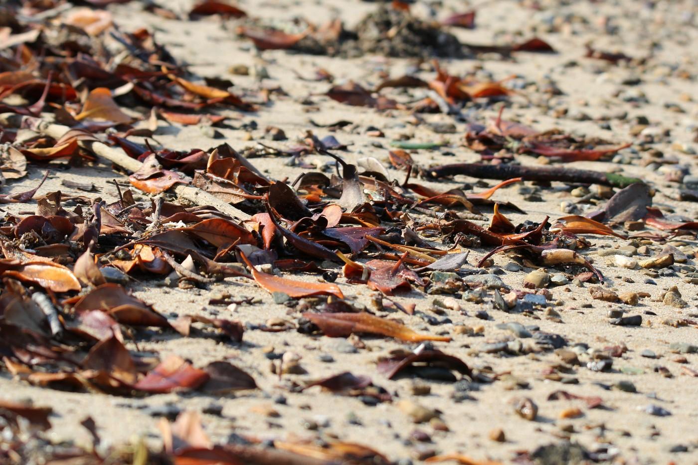 imagine cu frunze uscate