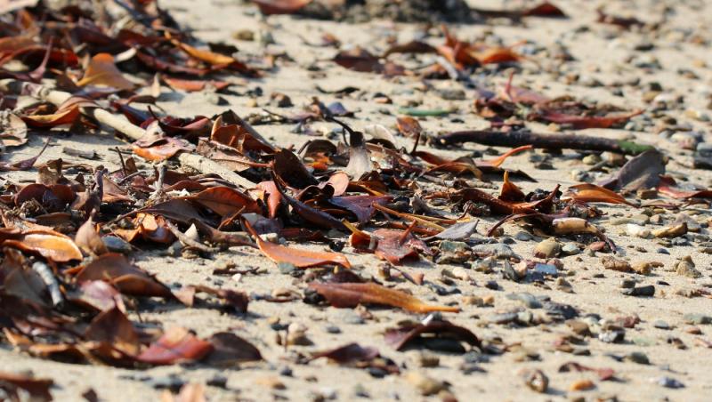 imagine cu frunze uscate