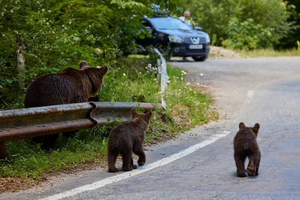 ursoaică și doi pui pe șosea lângă mașină cu o persoană