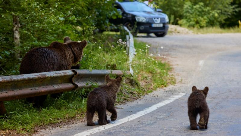 ursoaică și doi pui pe șosea lângă mașină cu o persoană