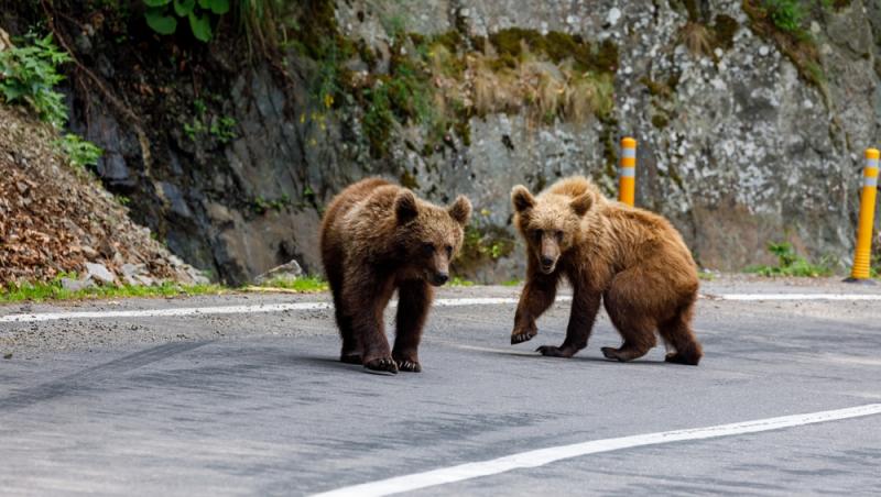 doi pui de urs pe șosea