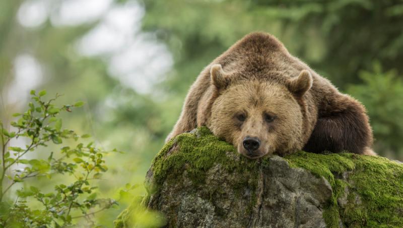 Un bărbat a băgat doi pui de urs în mașină și i-a dus acasă. Ce măsuri au luat autoritățile