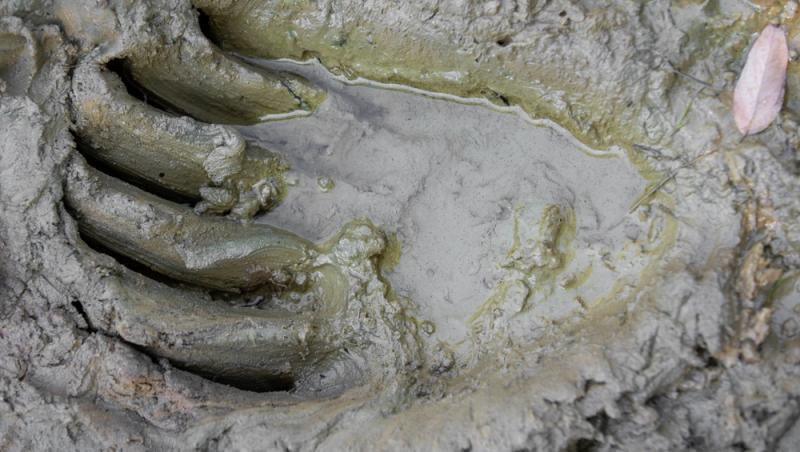 Un bărbat a băgat doi pui de urs în mașină și i-a dus acasă. Ce măsuri au luat autoritățile