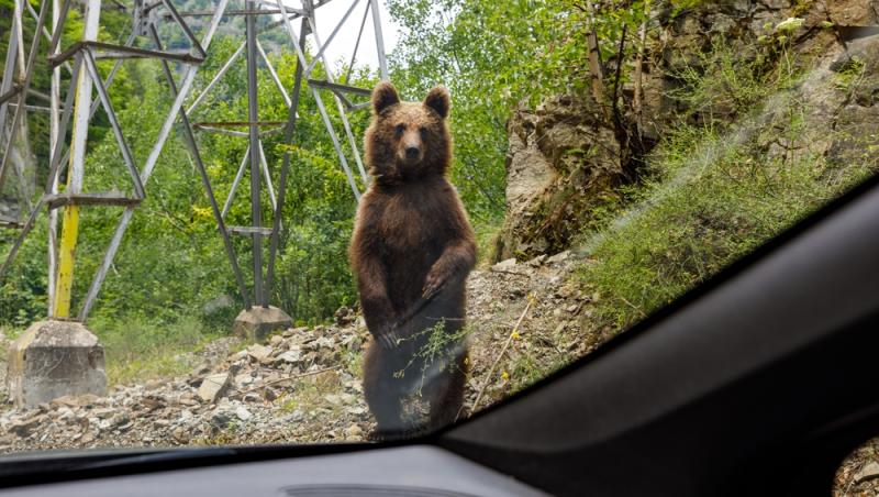 Un bărbat a băgat doi pui de urs în mașină și i-a dus acasă. Ce măsuri au luat autoritățile