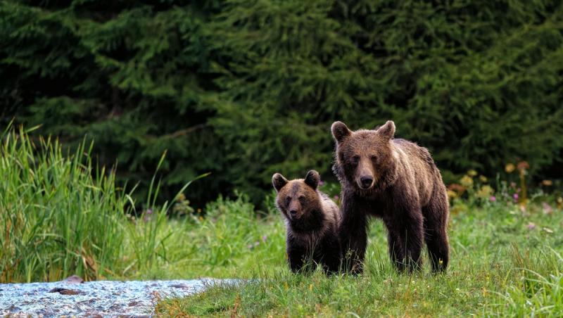 Un bărbat a băgat doi pui de urs în mașină și i-a dus acasă. Ce măsuri au luat autoritățile