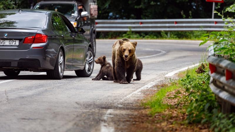 Un bărbat a băgat doi pui de urs în mașină și i-a dus acasă. Ce măsuri au luat autoritățile