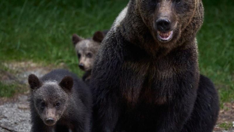 Un bărbat a băgat doi pui de urs în mașină și i-a dus acasă. Ce măsuri au luat autoritățile