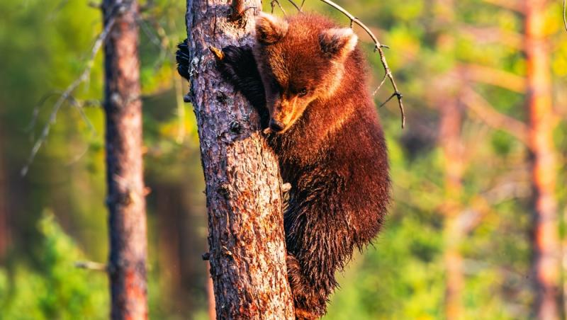 Un bărbat a băgat doi pui de urs în mașină și i-a dus acasă. Ce măsuri au luat autoritățile