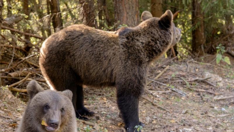 Un bărbat a băgat doi pui de urs în mașină și i-a dus acasă. Ce măsuri au luat autoritățile