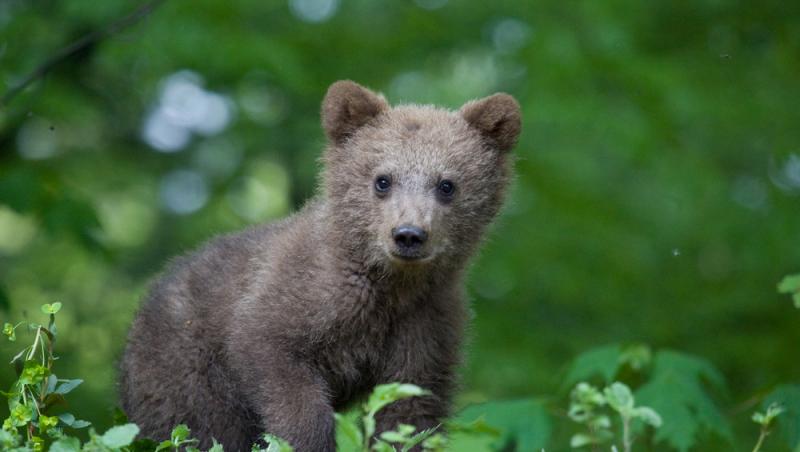 Un bărbat a băgat doi pui de urs în mașină și i-a dus acasă. Ce măsuri au luat autoritățile