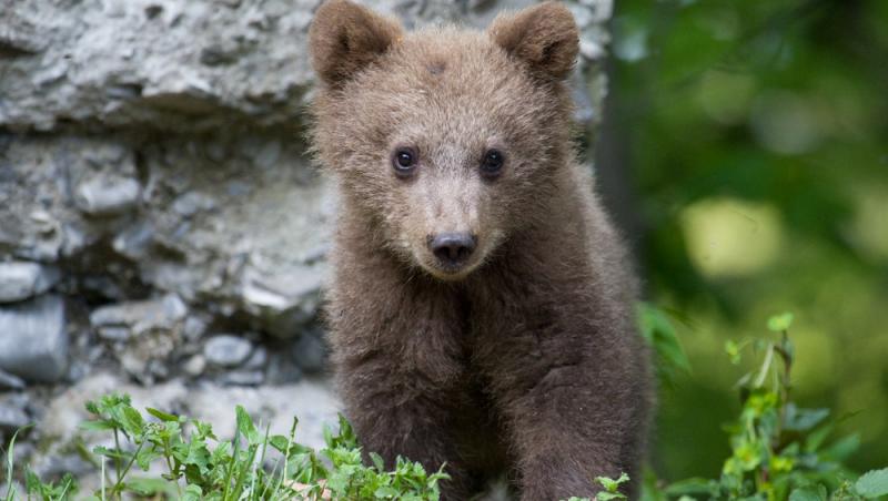 Un bărbat a băgat doi pui de urs în mașină și i-a dus acasă. Ce măsuri au luat autoritățile