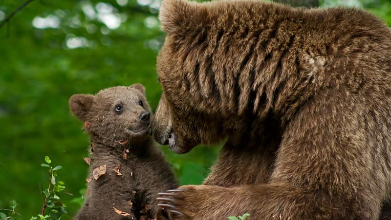 Un bărbat a băgat doi pui de urs în mașină și i-a dus acasă. Ce măsuri au luat autoritățile