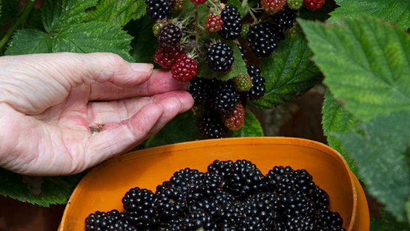 Cât a ajuns să coste un kilogram de mure în piețele din România în 2025. Prețul i-a îngrozit pe clienți