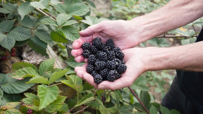 Cât a ajuns să coste un kilogram de mure în piețele din România în 2025. Prețul i-a îngrozit pe clienți