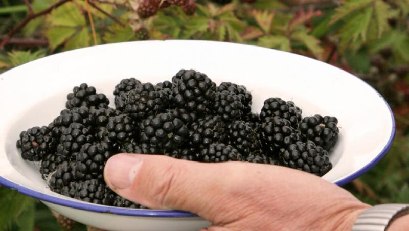 Cât a ajuns să coste un kilogram de mure în piețele din România în 2025. Prețul i-a îngrozit pe clienți