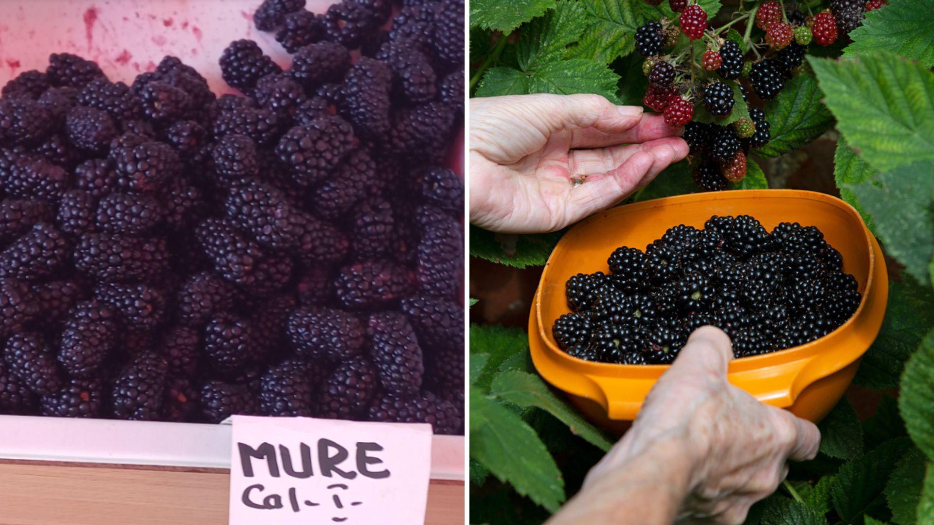 Cât a ajuns să coste un kilogram de mure în piețele din România în 2025. Prețul i-a îngrozit pe clienți