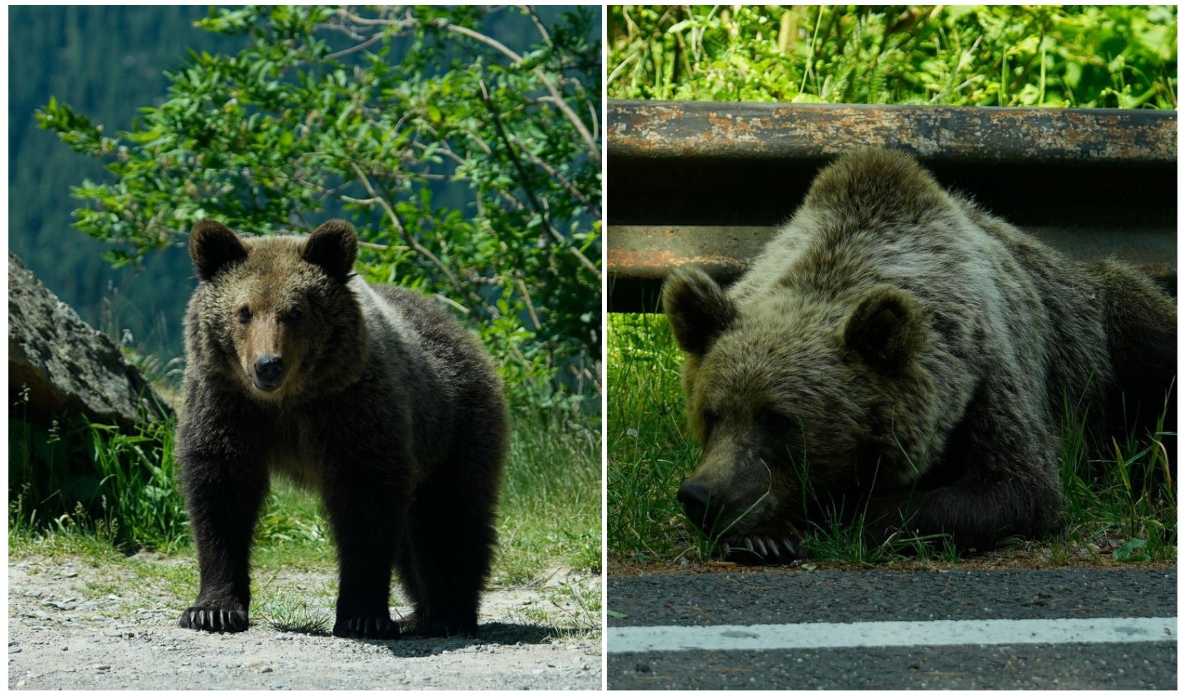 colaj foto cu urs pe Transfăgărășan