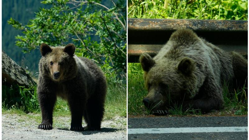 colaj foto cu urs pe Transfăgărășan