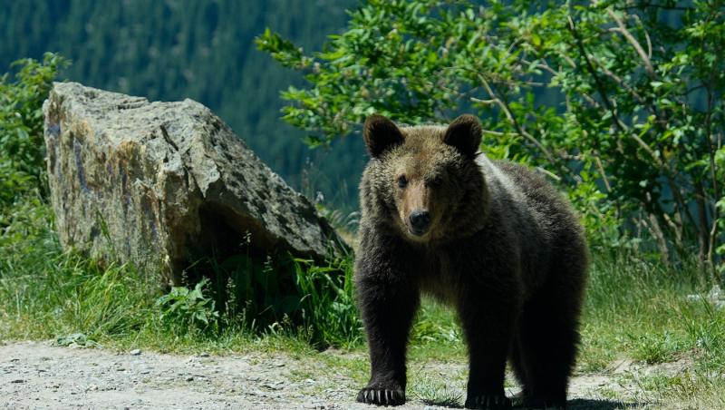 Primele măsuri după moartea ursoaicei cu pui de pe Transfăgărășan. Ce anunț a făcut ministrul Mediului, Apelor și Pădurilor