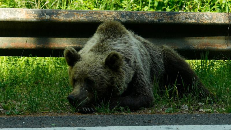 Primele măsuri după moartea ursoaicei cu pui de pe Transfăgărășan. Ce anunț a făcut ministrul Mediului, Apelor și Pădurilor