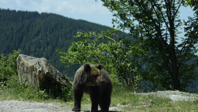 Primele măsuri după moartea ursoaicei cu pui de pe Transfăgărășan. Ce anunț a făcut ministrul Mediului, Apelor și Pădurilor