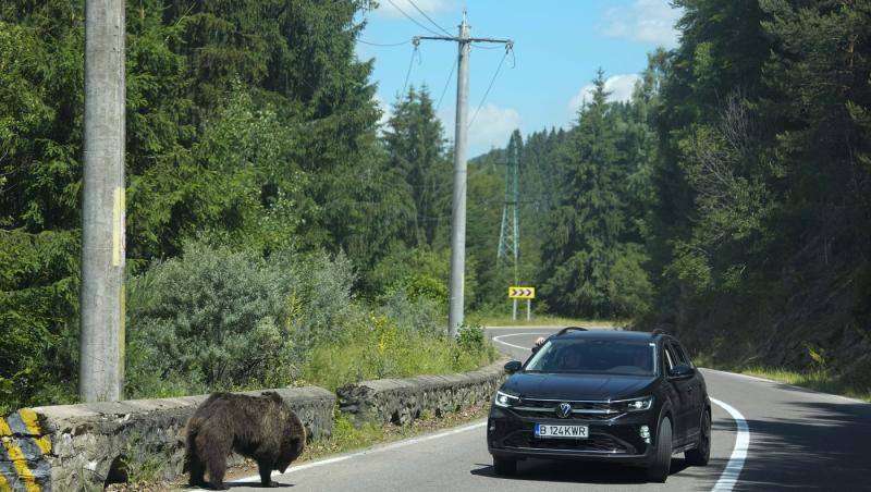 Primele măsuri după moartea ursoaicei cu pui de pe Transfăgărășan. Ce anunț a făcut ministrul Mediului, Apelor și Pădurilor